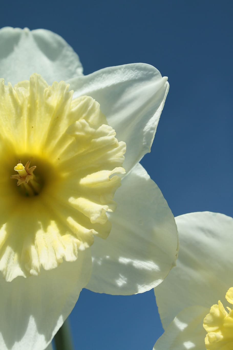 narcissus, yellow, spring, daffodil, flower, blossom, bloom HD wallpaper