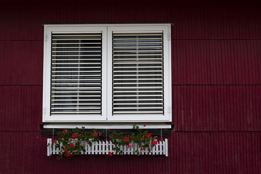 white window shutters, red petaled flowers under white window HD wallpaper