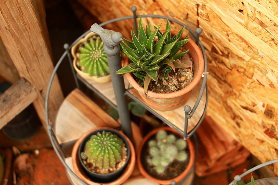 cactus, green, leaf, grow, garden, plant, nature, potted plant HD wallpaper