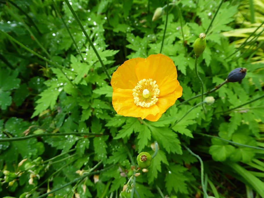 Flower, Poppy, Spring, Green, Green, Plant, bloom, yellow, nature HD wallpaper