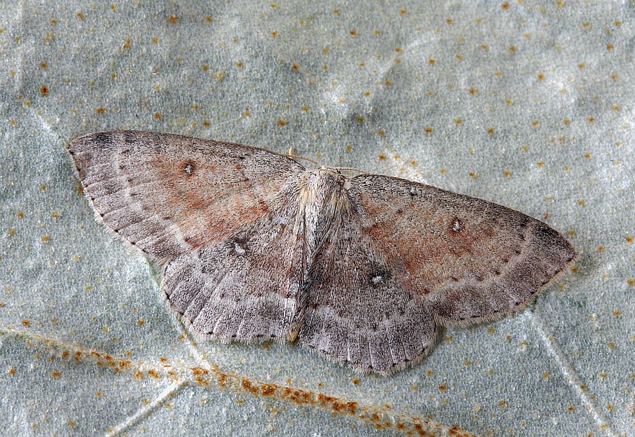 moth, close up, nature, insect, macro, bug, wildlife, entomology HD wallpaper