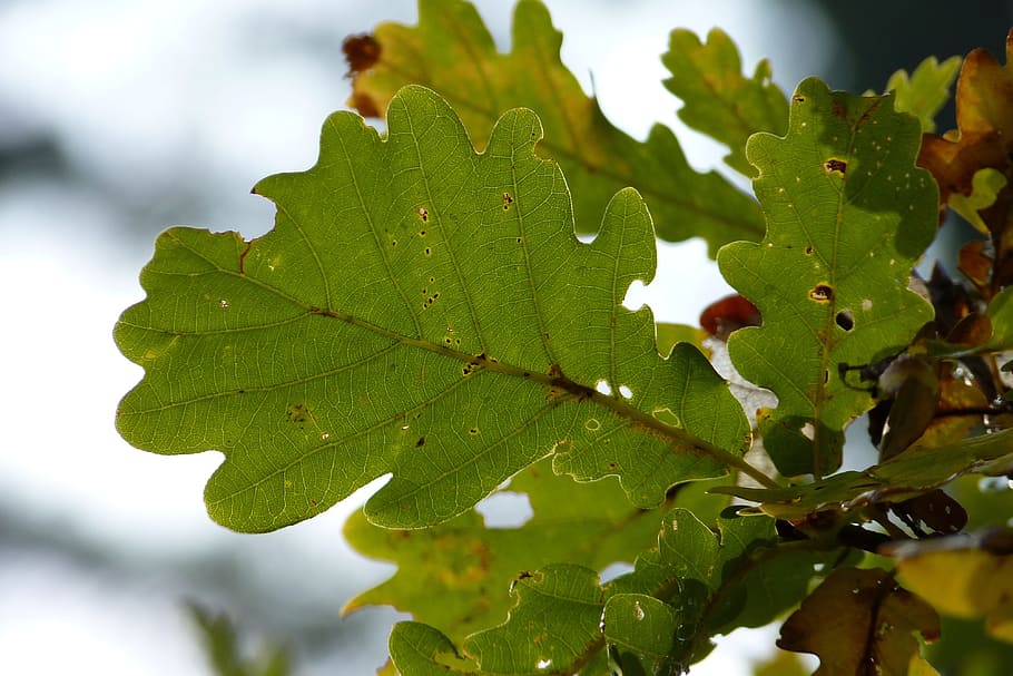 Oak, Leaf, Autumn, Forest, oak leaf, oak leaves, tree, green HD wallpaper