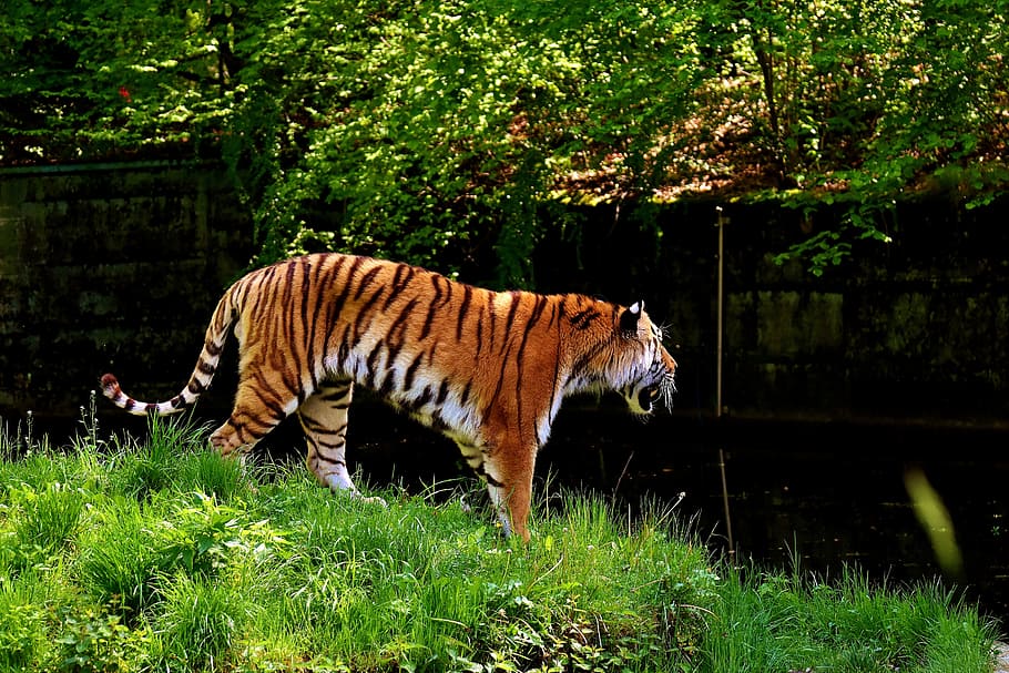 tiger standing on grass field, predator, fur, beautiful, dangerous HD wallpaper