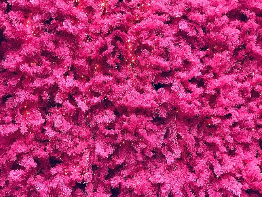 pink leafed plants, pink flowers, tree, color, colour, christmas tree HD wallpaper