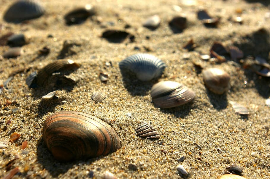 shells, sand, beach, land, animal wildlife, close-up, no people HD wallpaper