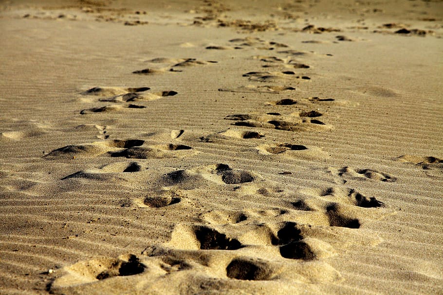 footprints, sand, walk, beach, travel, vacation, step, coast HD wallpaper