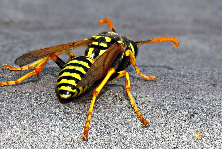 insect, strips, yellow, nature, meadow, animal themes, one animal HD wallpaper