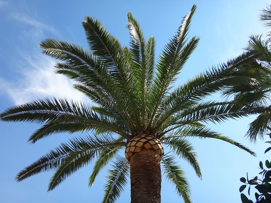 Palm Tree, Blue Sky, Blue, Sky, Blue, Sky, landscape, relax HD wallpaper