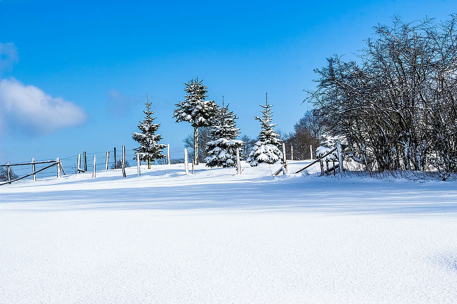snow field near trees under blue sky, winter, wintry, snowy HD wallpaper