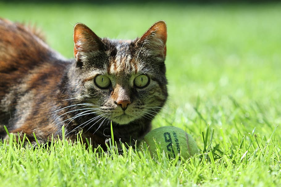 brown and black cat lying on green grass near white tennis ball