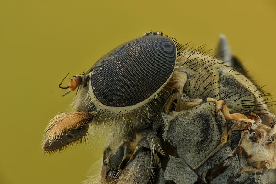 insect, eyes, macro, bug, animal, nature, small, one animal HD wallpaper