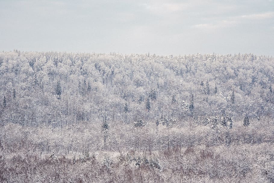 Beautiful winter landscape, nature, snow, tree, scenics, frost HD wallpaper