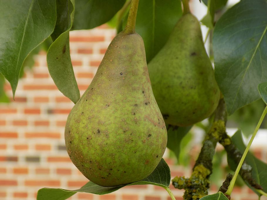 pear, food, tree, fruit, nature, healthy, food and drink, healthy eating HD wallpaper