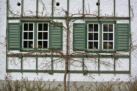 window, old, historically, architecture, facade, shutter, ornament HD wallpaper
