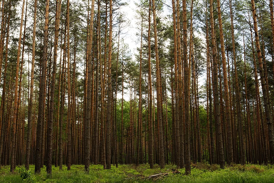 forest, trees, sky, uckermark, mecklenburg, mecklenburgische seenplatte HD wallpaper