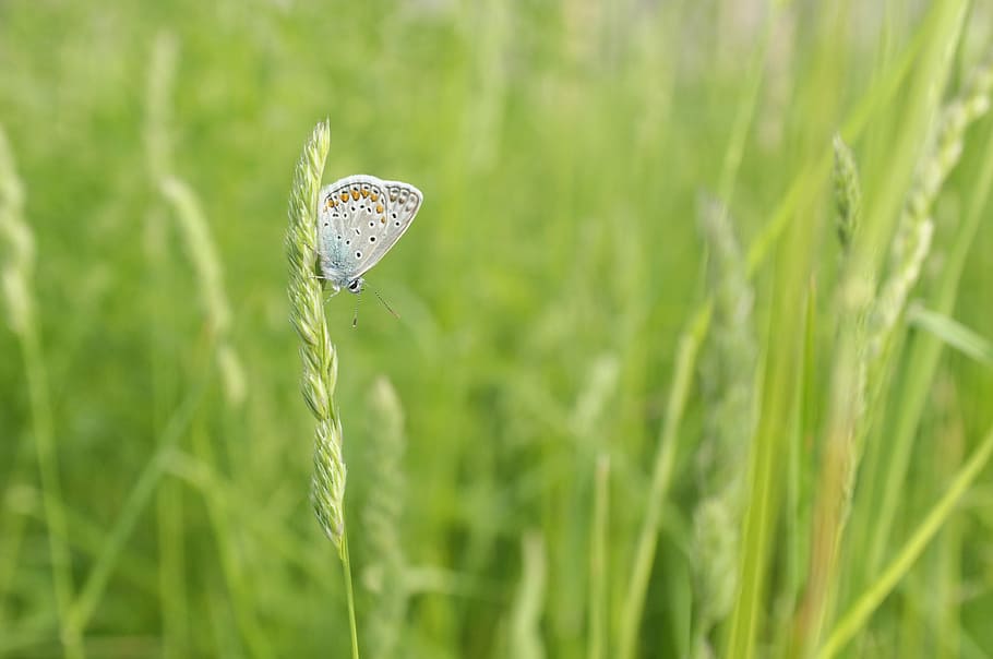 butterfly, meadow, macro, green, plant, animal, grass, animal themes HD wallpaper