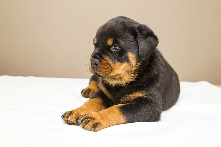 black and brown Rottweiler puppy, sweet, dog, animals, dogs, cute