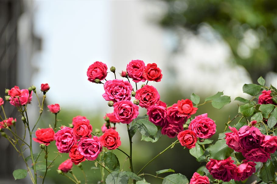 rose, flowers, nature, flowering plant, fragility, beauty in nature HD wallpaper