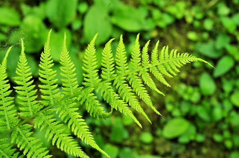 fern, leaf, green, nature, green color, growth, plant, close-up HD wallpaper