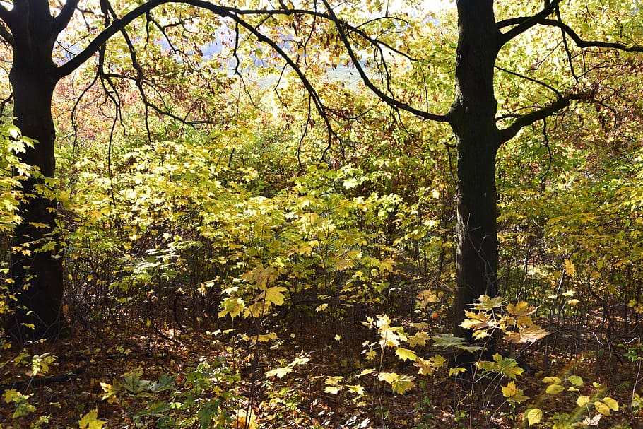 Forest, Glade, Undergrowth, Trees, tree trunks, green, light HD wallpaper