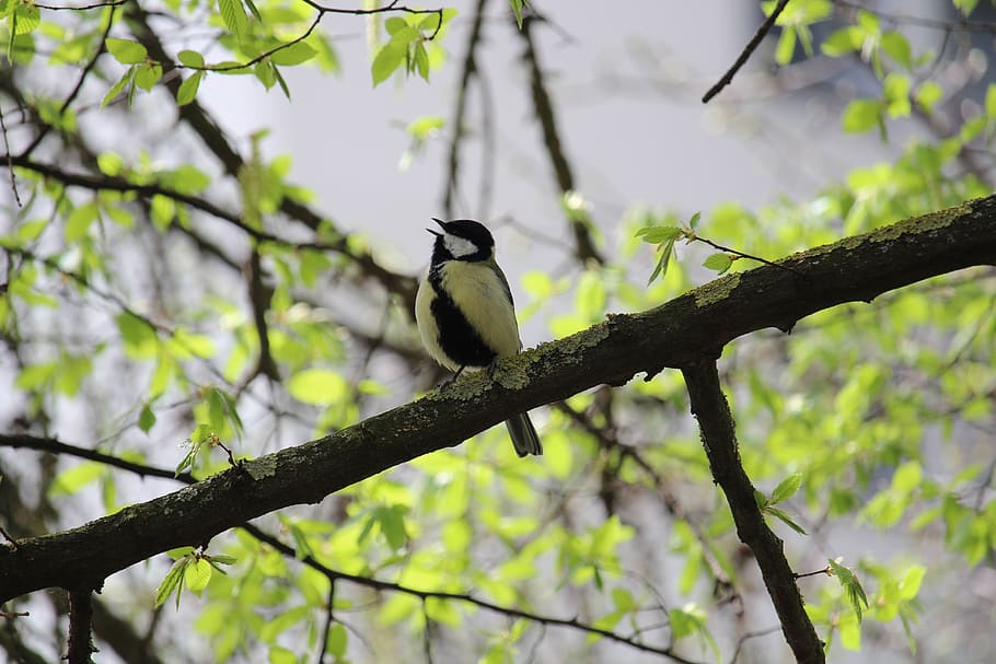 tit-bird-cute-animal-nature-songbird.jpg