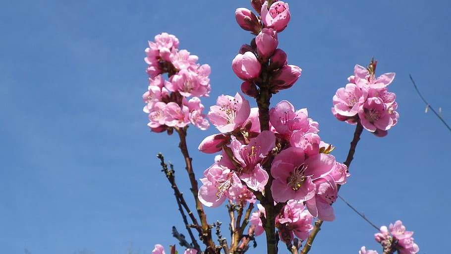 flower, pink, sky, nectarine, spring, flowering, nature, petal, HD wallpaper