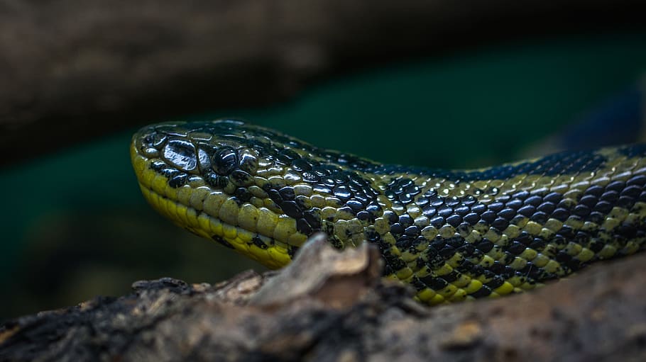 Green and Black Python, animal, close-up, colors, danger, dangerous