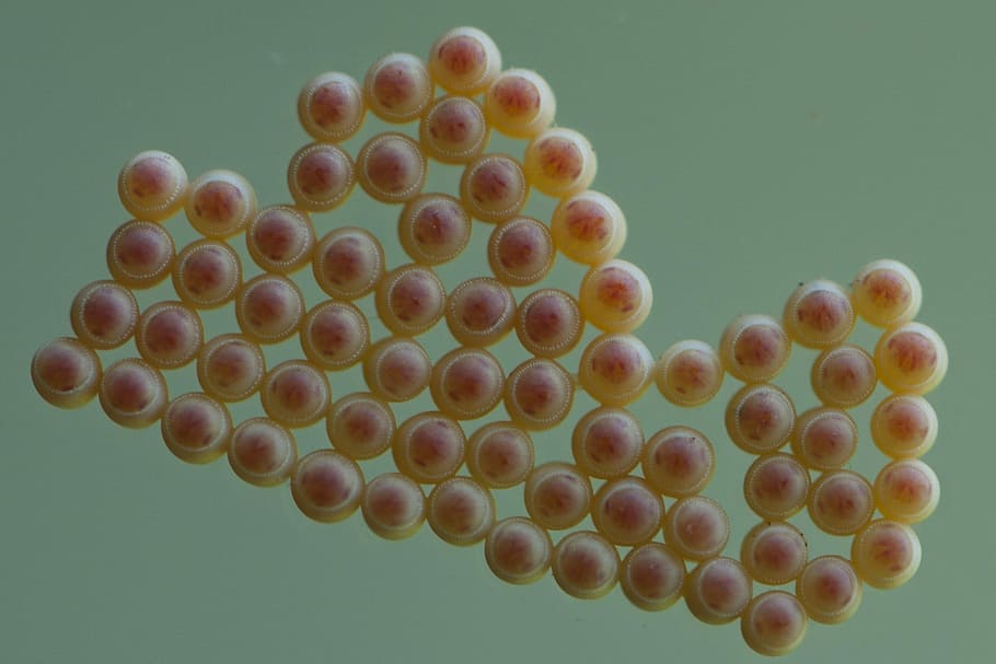 Stink Bug, Eggs, Insect, healthcare and medicine, colored background HD wallpaper