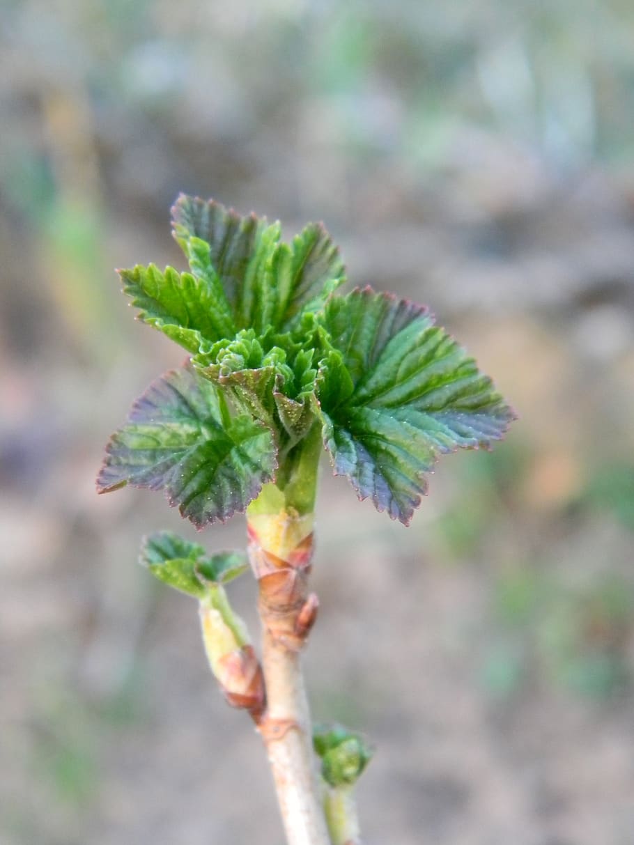 spring, currant, pulse, growth, focus on foreground, plant HD wallpaper