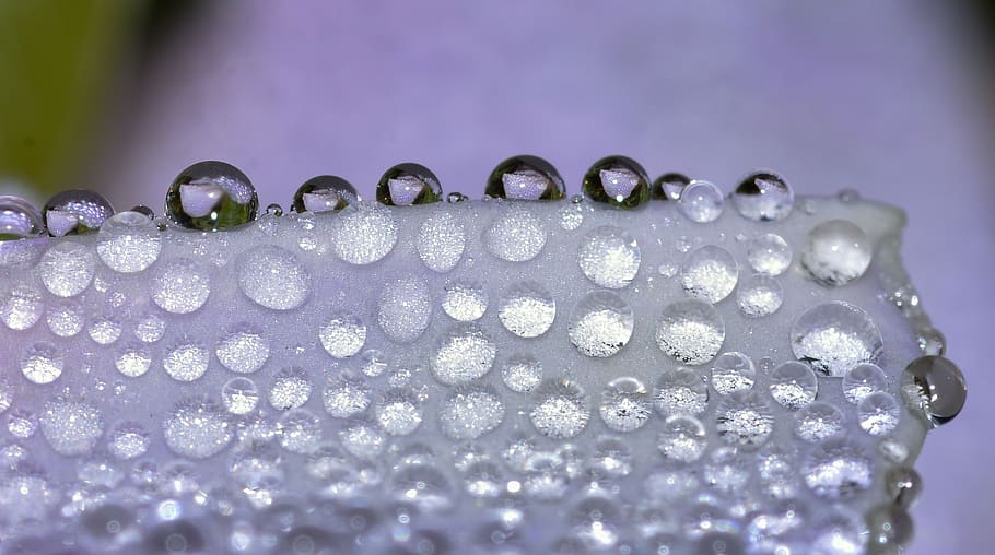 nature, flower, drops, close-up, water, wet, no people, selective focus HD wallpaper
