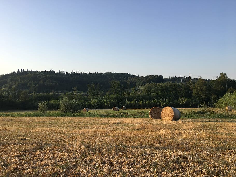 hay, bale, landscape, plant, field, tree, sky, environment HD wallpaper