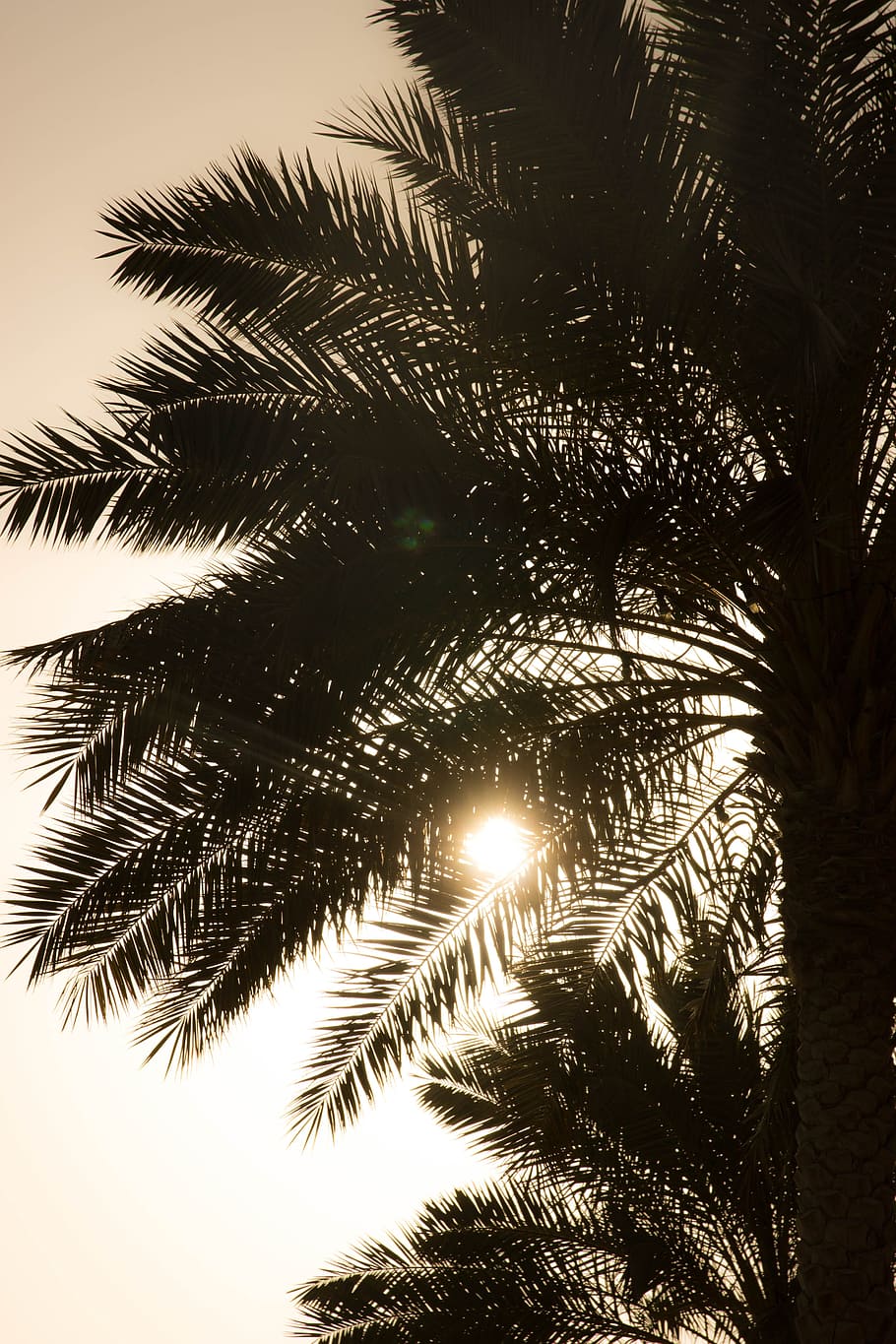 Palm, Setting Sun, Sun, Sun, evening sky, sunset, tropical HD wallpaper