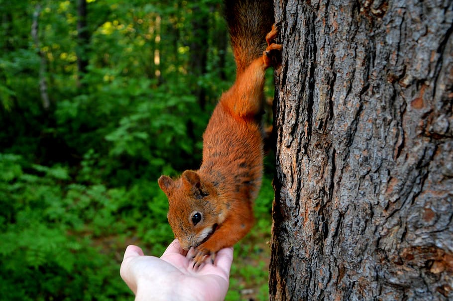 squirrel eating on person's hand, forest, nuts, nature, animal HD wallpaper
