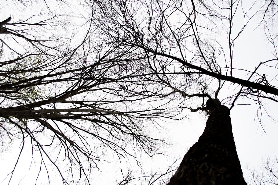 trees, line, dark, sky, white, natural, outline, forest, season HD wallpaper