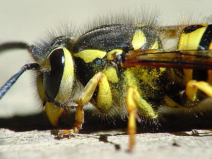 Yellow Jacket, Wasp, Nature, Insect, macro, close up, stinger HD wallpaper