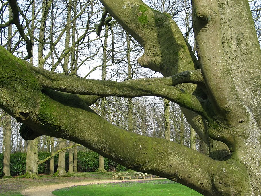 Tree, Branch, Bald, Nature, green, park, landscape, green color HD wallpaper