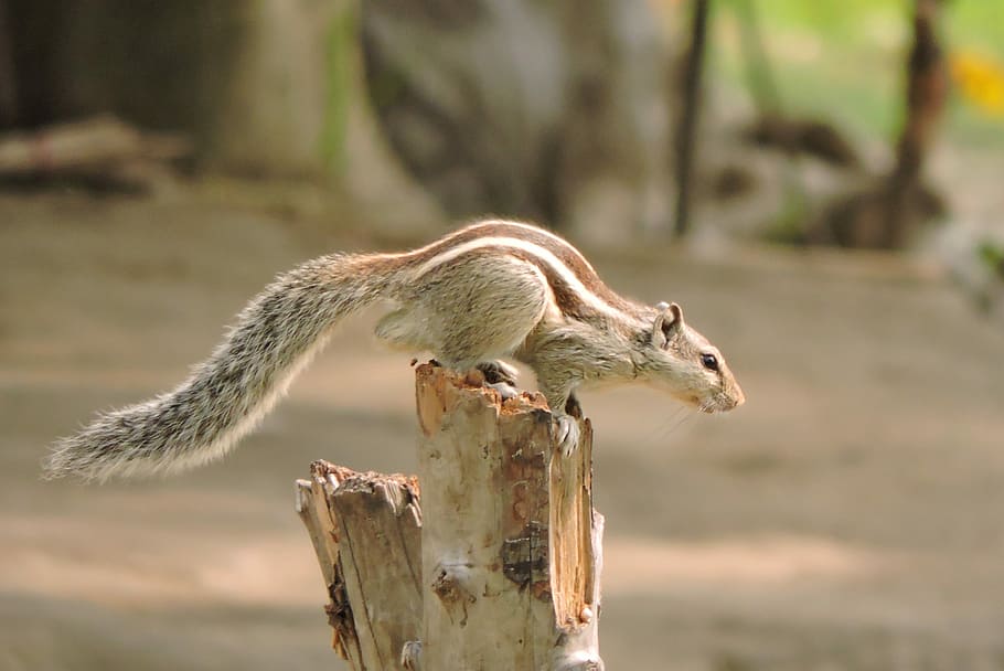closeup photo of gray squirrel, log, animal, bushy tail, wood HD wallpaper