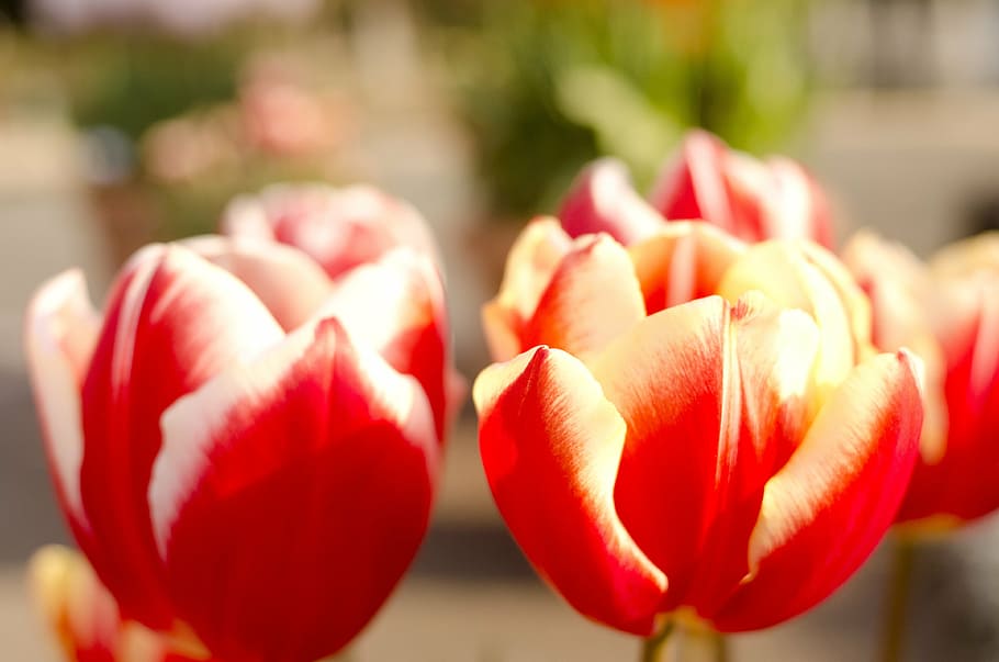 flowers, tulip, red, freshness, close-up, food and drink, healthy eating HD wallpaper