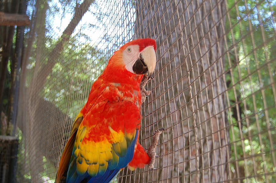 Parrot, Ave, Animals, Macaw, Color, Bird, cage, peak, tropical bird HD wallpaper