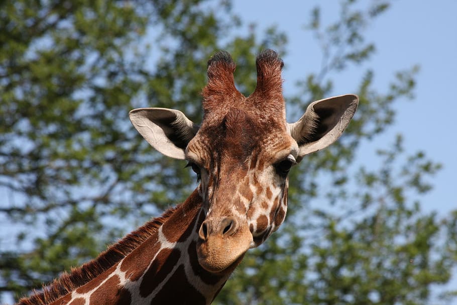 giraffe, giraffe head, wildlife, animal, nature, africa, safari Animals HD wallpaper