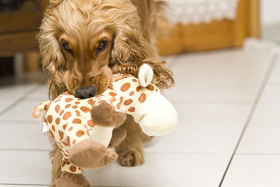 long-coated brown dog, snowman, game, pets, animal, cocker Spaniel HD wallpaper