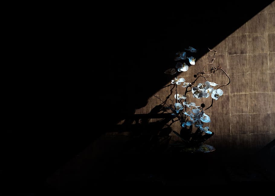 white moth orchid on brown panel, untitled, silhouette, Orchids HD wallpaper