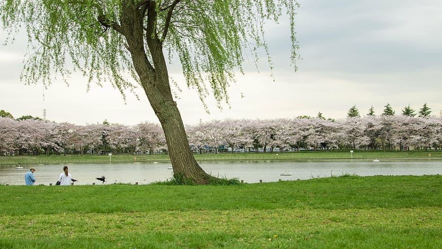 willow, lake, spring, green grass, the scenery, views, park HD wallpaper