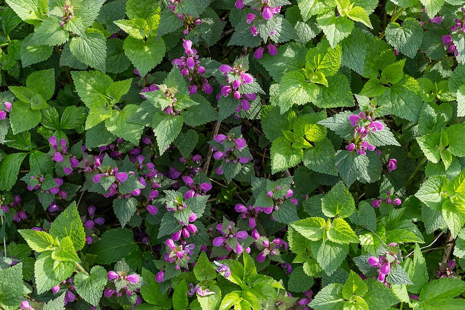 background, texture, greens, summer, spring, handsomely, nature HD wallpaper