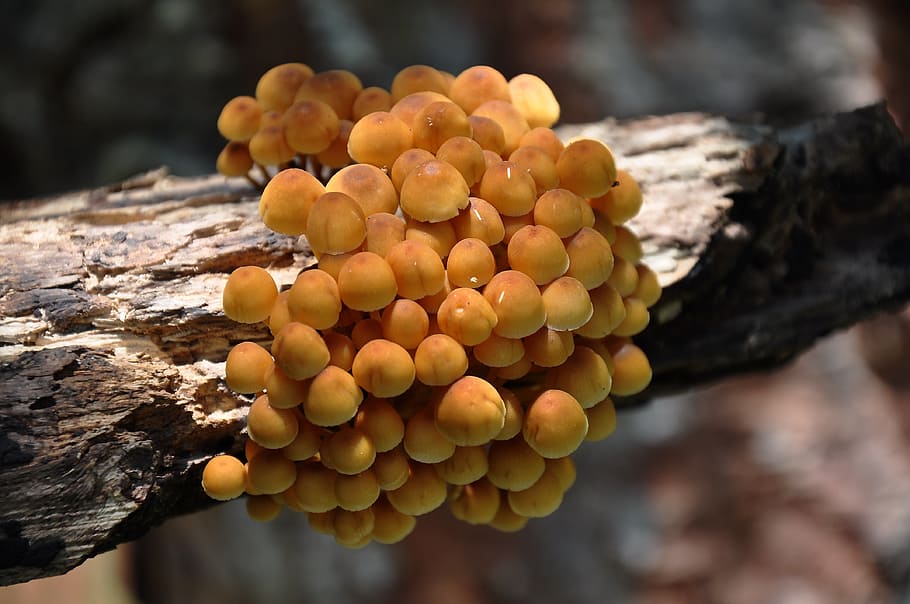 snake mushroom, forest, summer, nature, food, close-up, fruit HD wallpaper