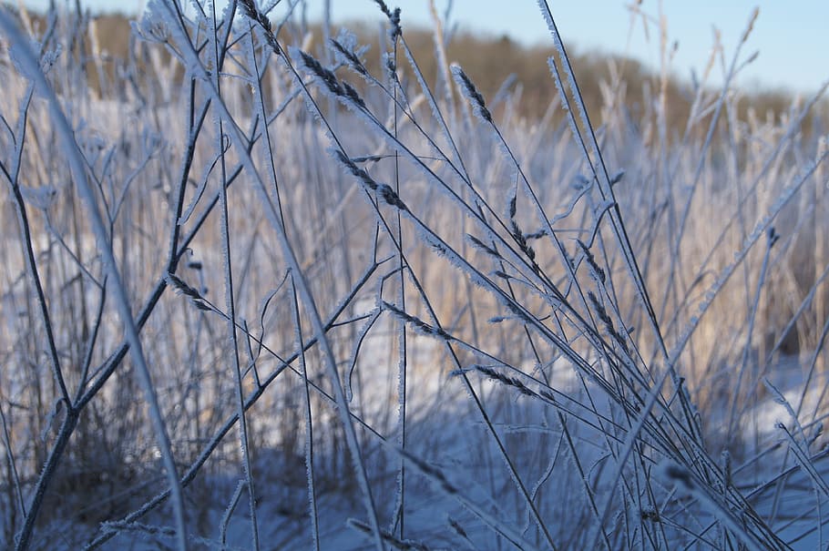 hovdala, winter, winter magic, snow, plant, focus on foreground HD wallpaper