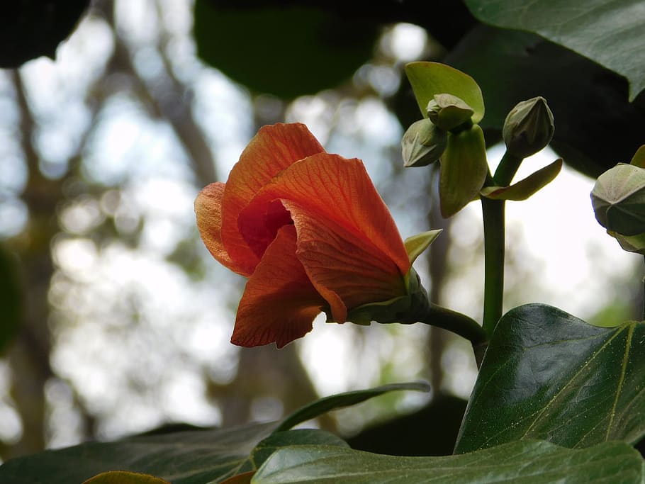 flower, cocoon, plant, outbreak, red, spring, petals, beauty HD wallpaper