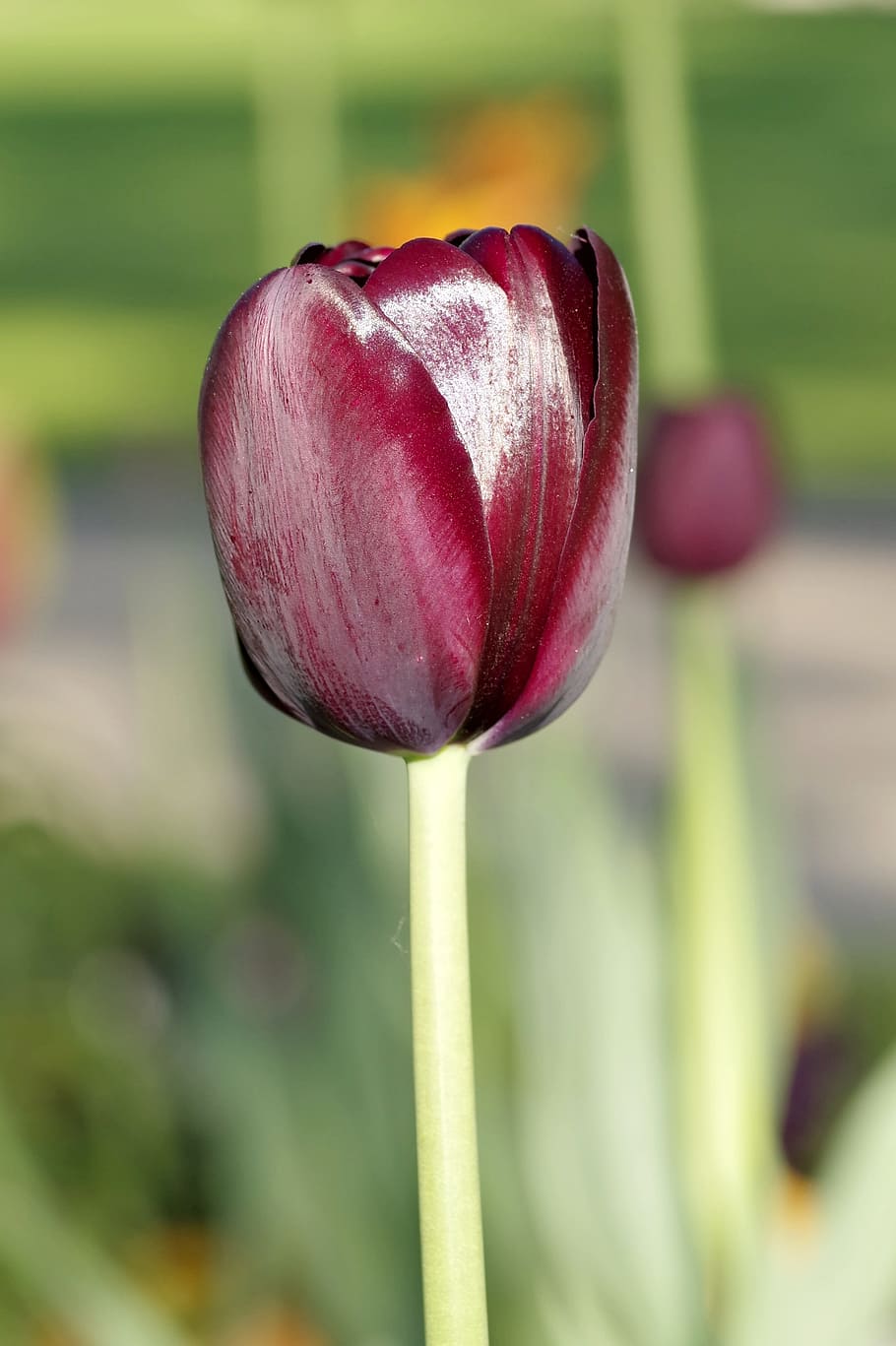 HD wallpaper: Tulip, Maroon, Single, black, vertically, the petals