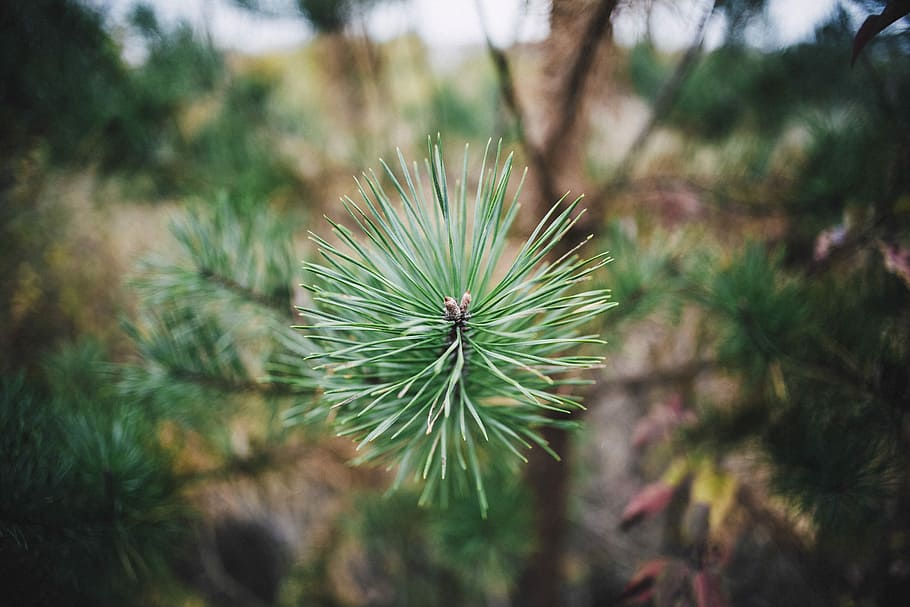 selective focus of green pine plant, green plant, leaf, branch HD wallpaper