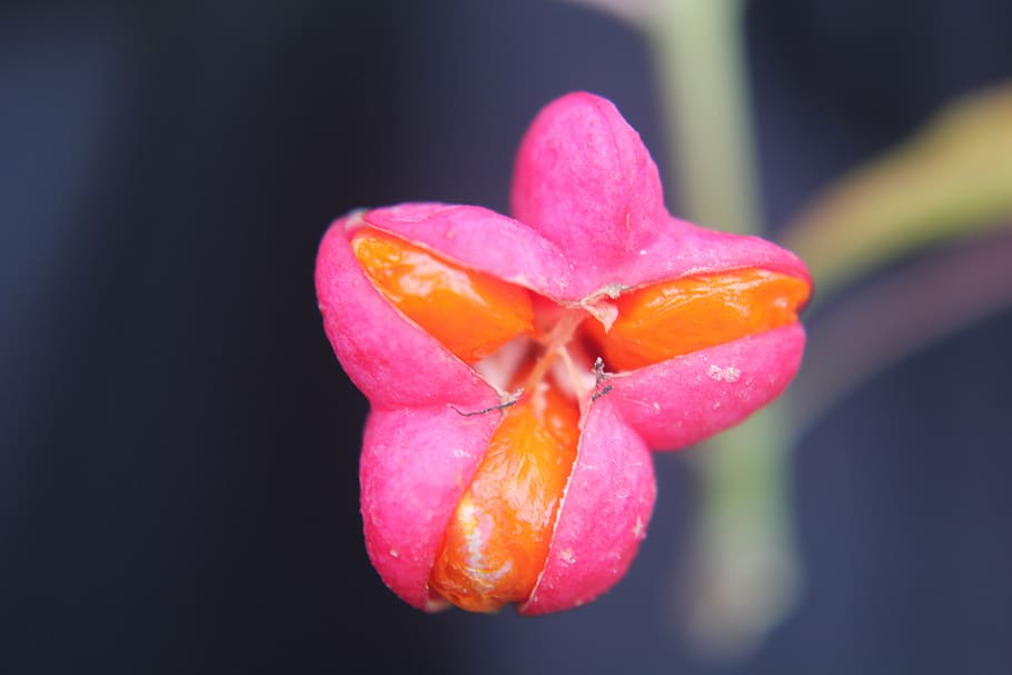 flower, orange, pink, seed, freshness, close-up, flowering plant HD wallpaper
